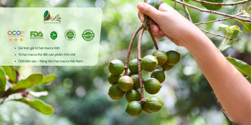 DiLin Macadamia - Hạt Macca DiLin tinh hoa hạt Việt từ vùng đất Tây ...