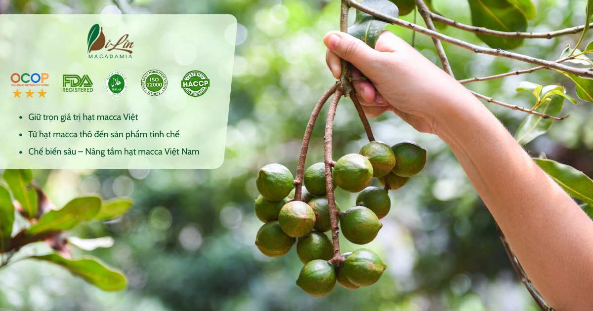 Giới thiệu - DiLin Macadamia - Hạt Macca Tây Nguyên